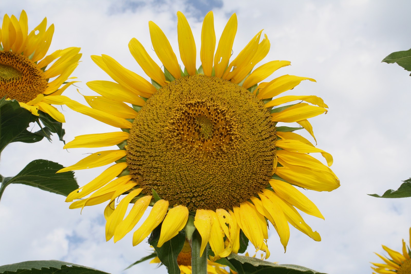 The Best Moments The Sunflower Farm
