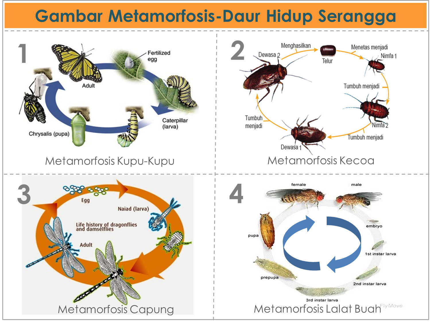 GAMBAR METAMORFOSISDAUR HIDUP PADA SERANGGA DAN AMFIBI GAMBAR METAMORFOSISDAUR HIDUP PADA SERANGGA DAN AMFIBI
