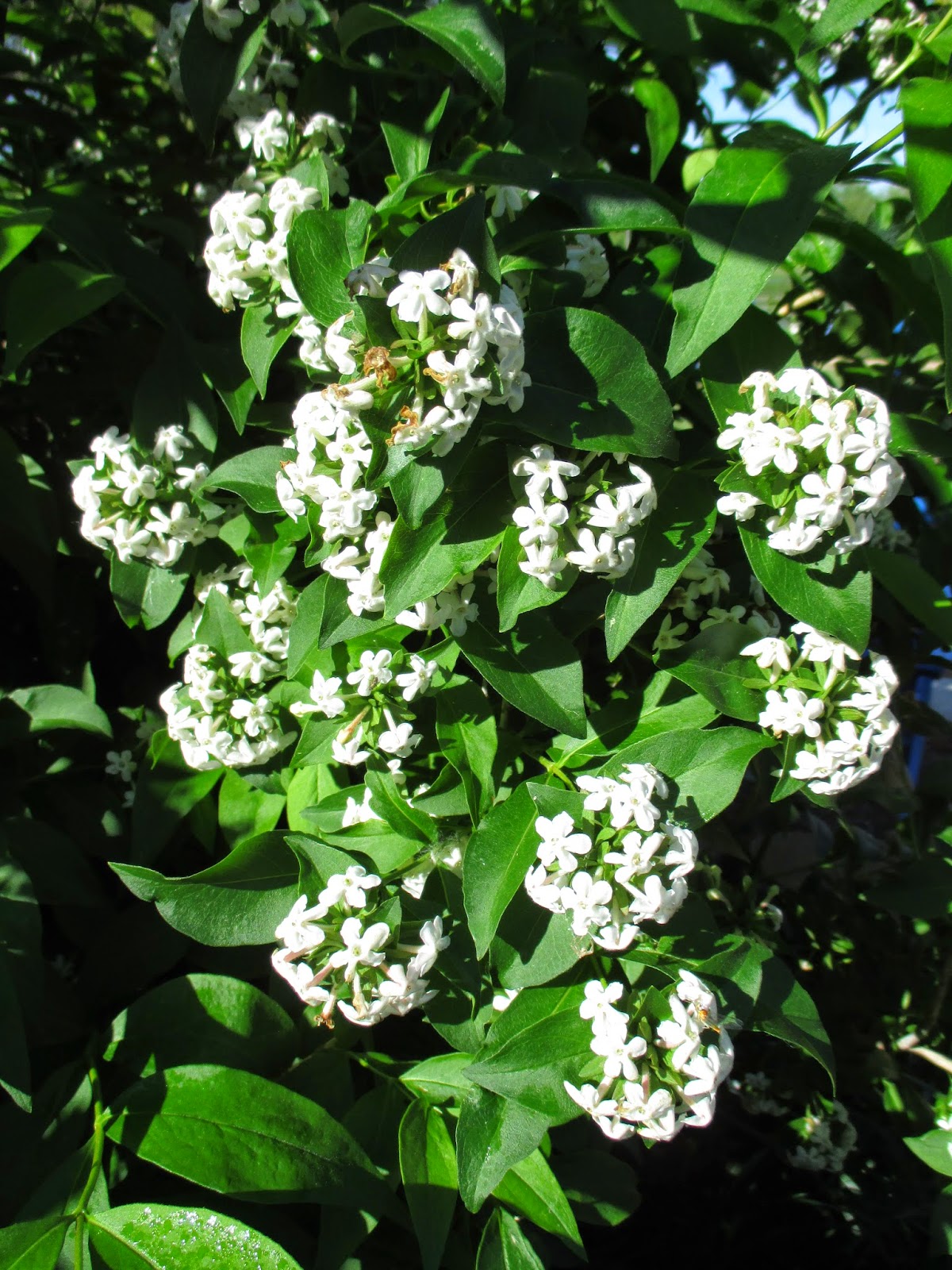 Planting Bare Root Flowering Quince Chaenomeles Speciosa In The
