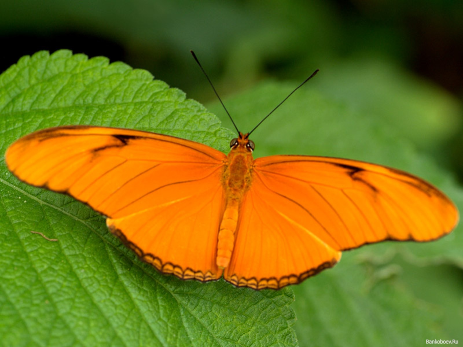 Orange Cute Butterfly Computer Screen Saver. PC Desktop Wallpaper.