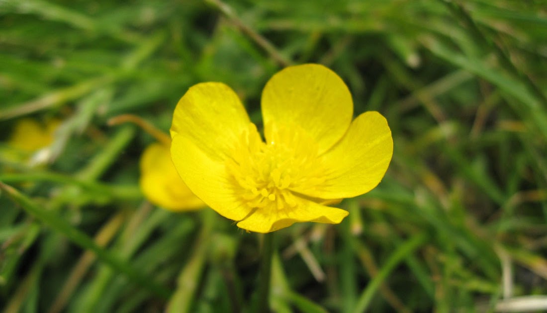 New Horse Owners Plants that are poisonous to horses UK