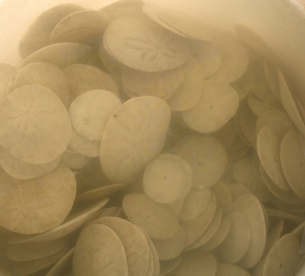 sand dollars craft dollar bleach seriously iiwii shrouded lighten mist isn cool