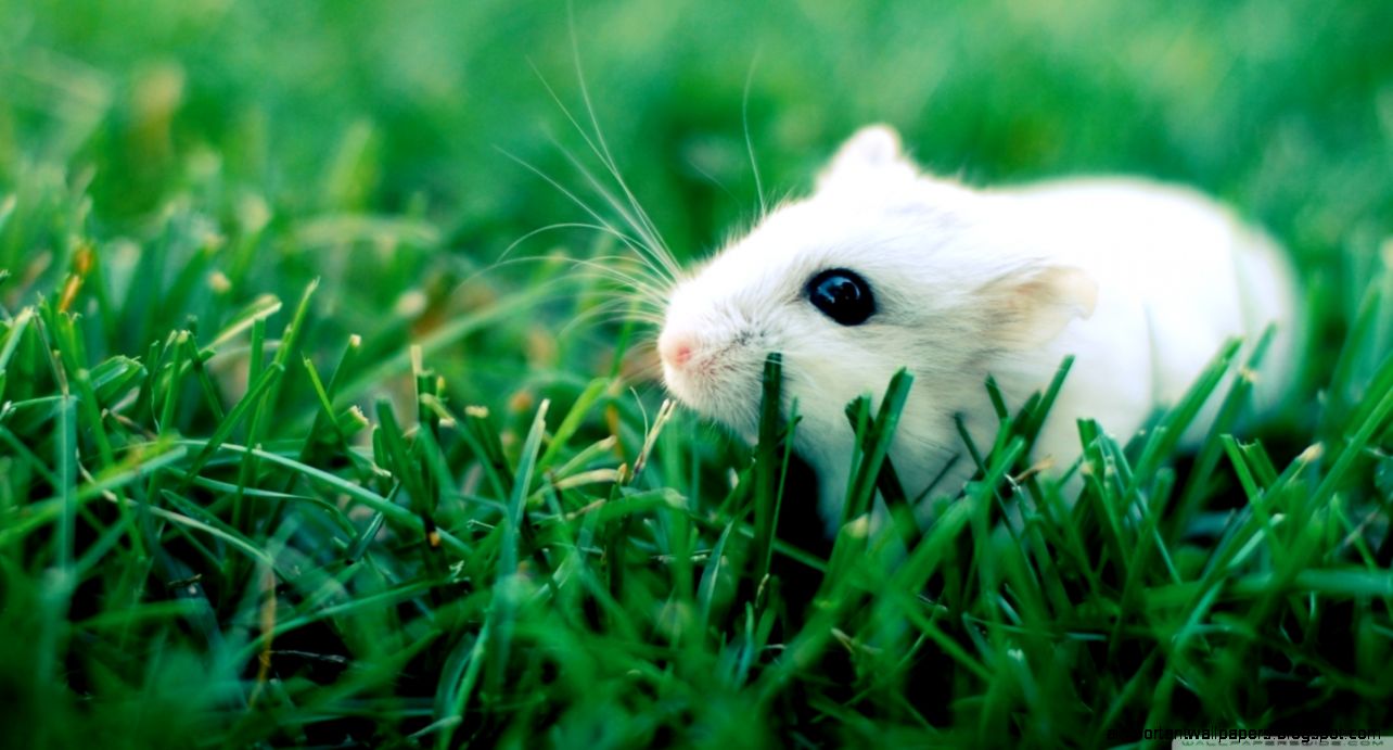 White Mouse HD desktop wallpaper  High Definition  Fullscreen White Mouse HD desktop wallpaper  High Definition  Fullscreen