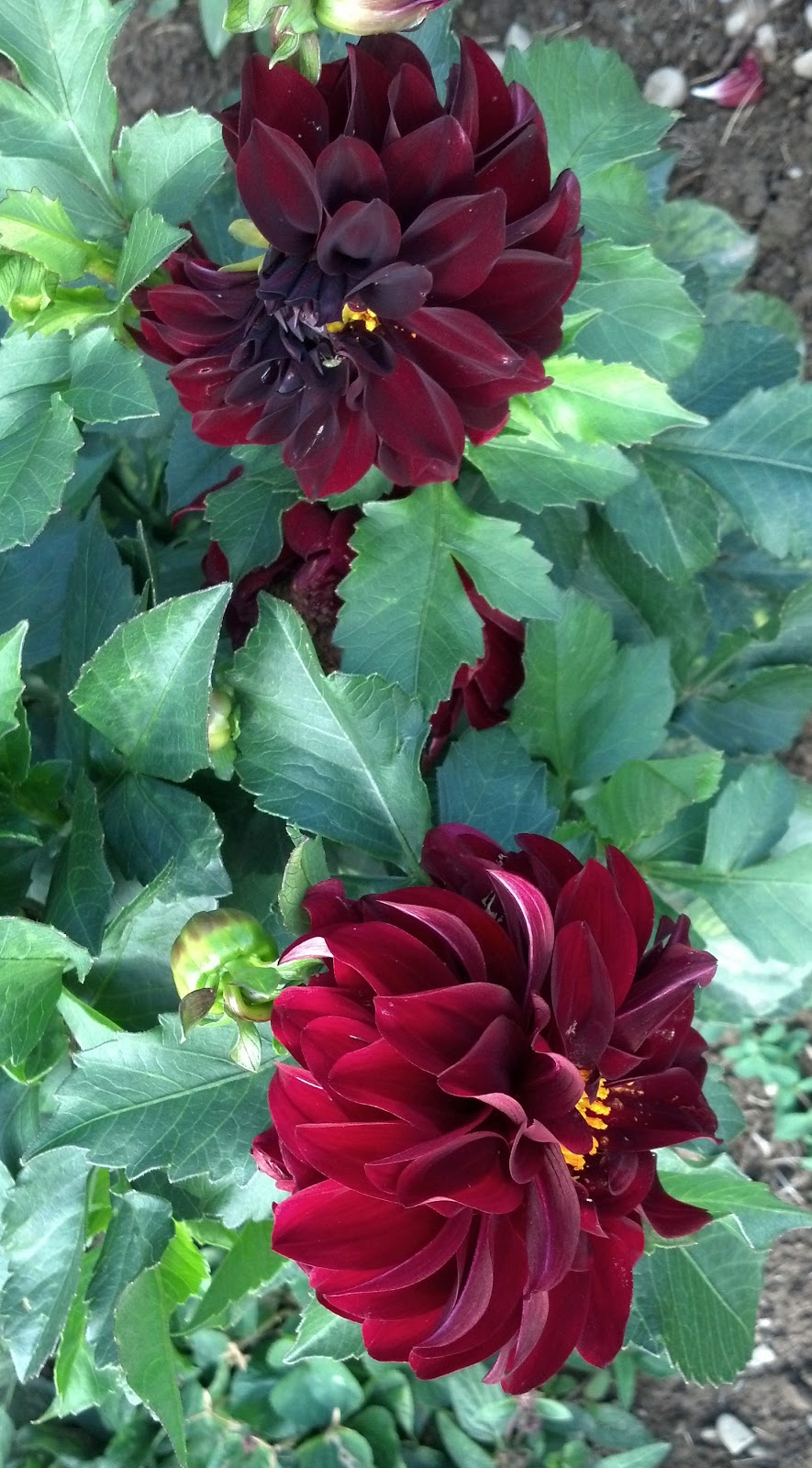 Clear Creek Dahlias Dahlia Gallery