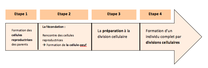 la rencontre des cellules reproductrices