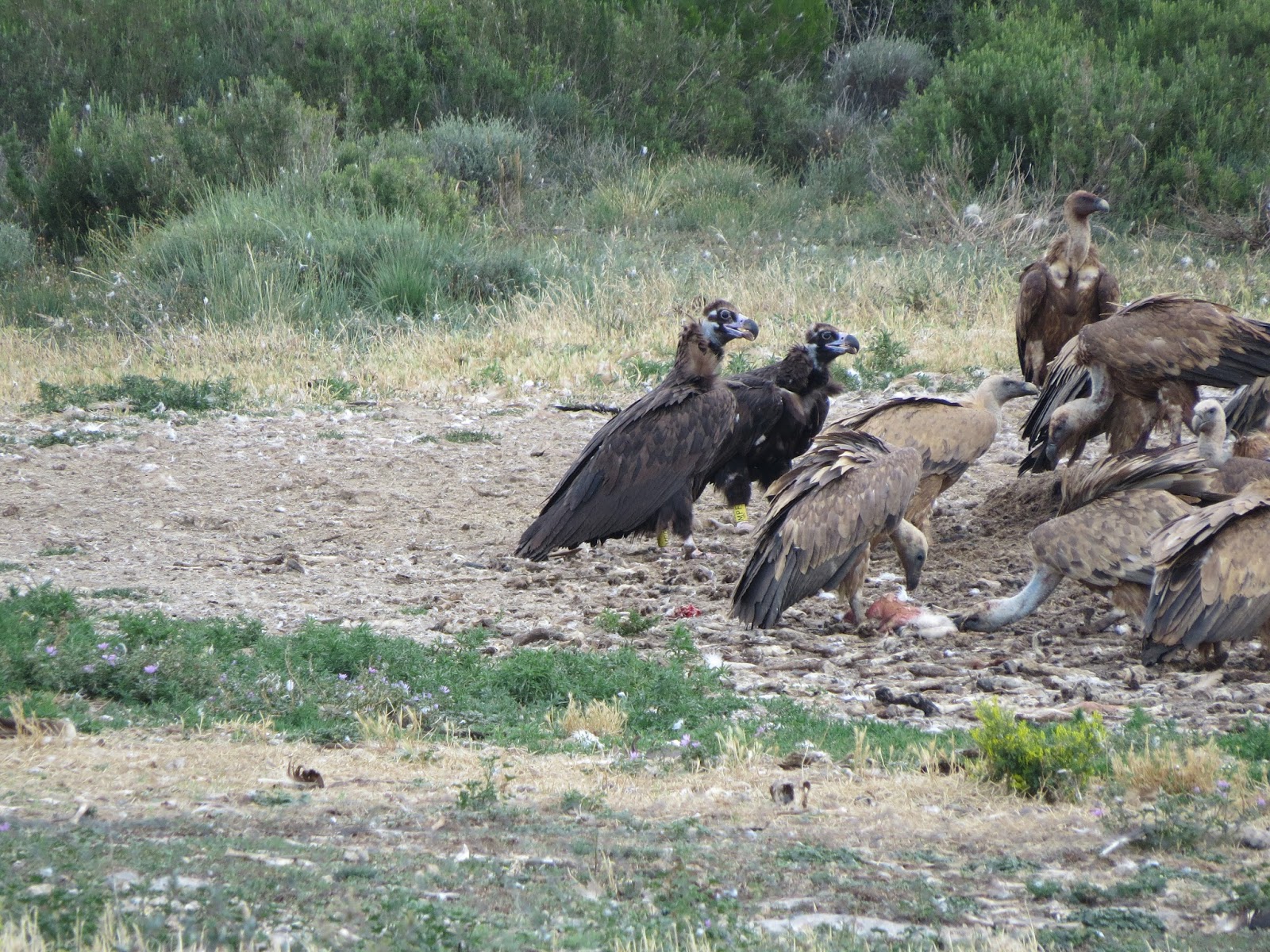 Buitres negros (Aegypius monachus) marcados Comedero de Baélls (Huesca), perteneciente a la red RACAN 25 de junio de 2015 Fotografía: Eloy Alfaro (APNs Gobierno de Aragón)