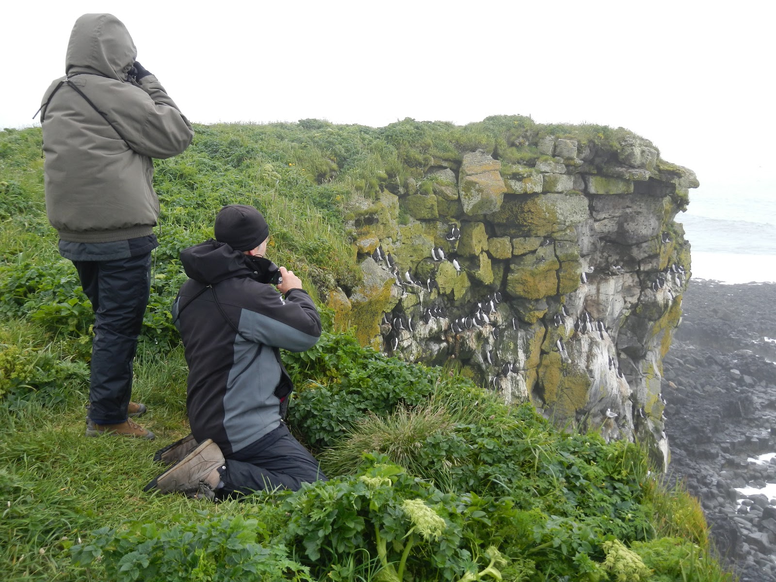 200 Birds St. Paul Island, part 1 Cliffnesting birds