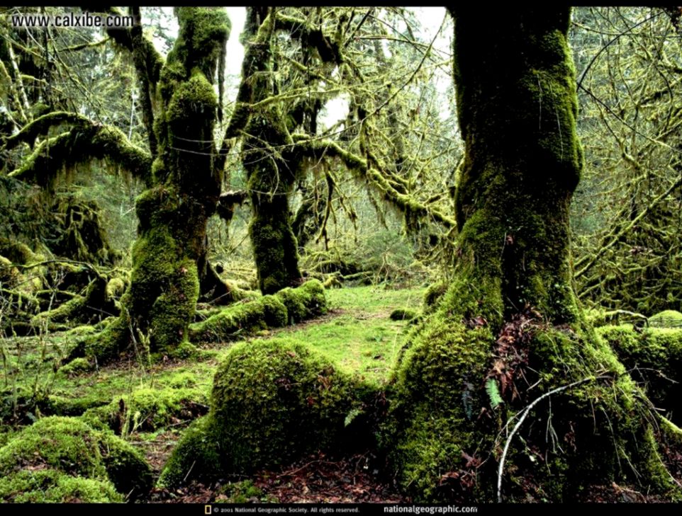 Nature National Geographic picture nr 4444 Nature National Geographic picture nr 4444