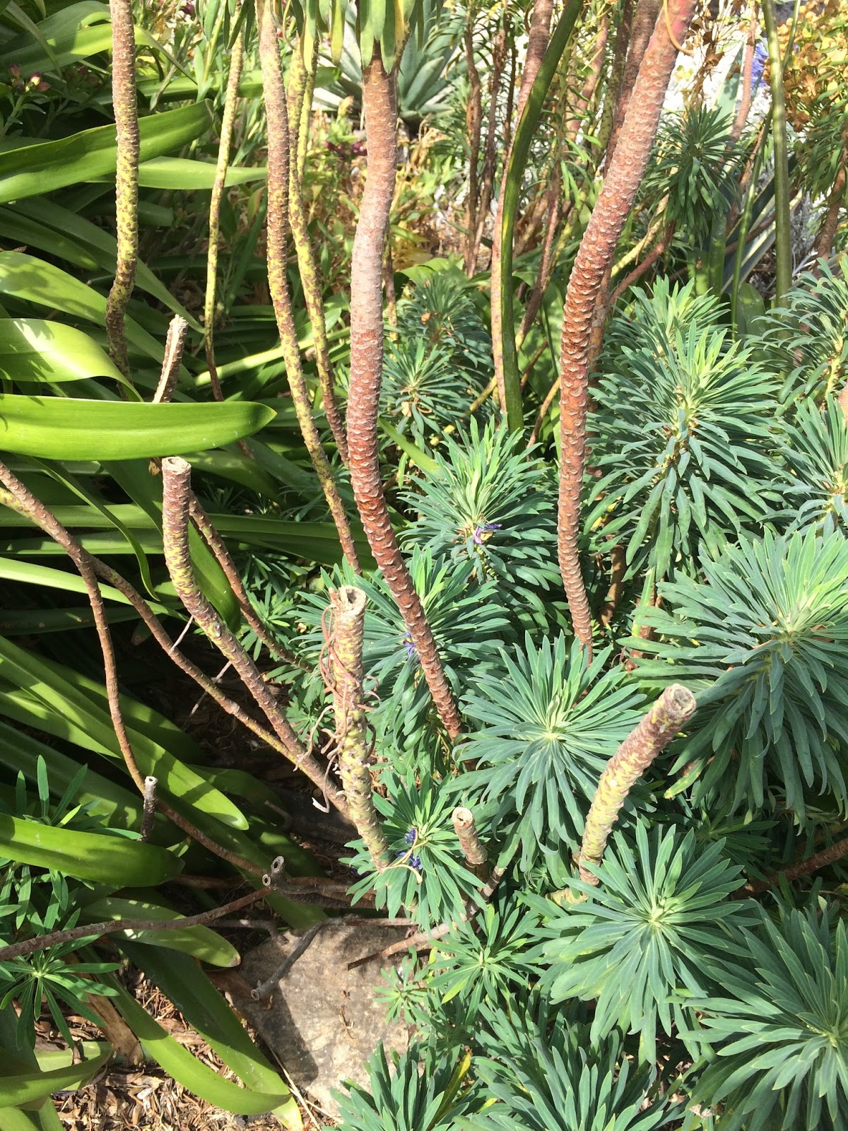 Pennsylvania Street Gardens How to cut back shrubby Euphorbias