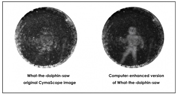 how dolphins see people