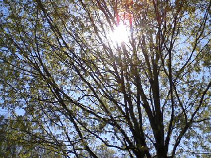 Trees In April