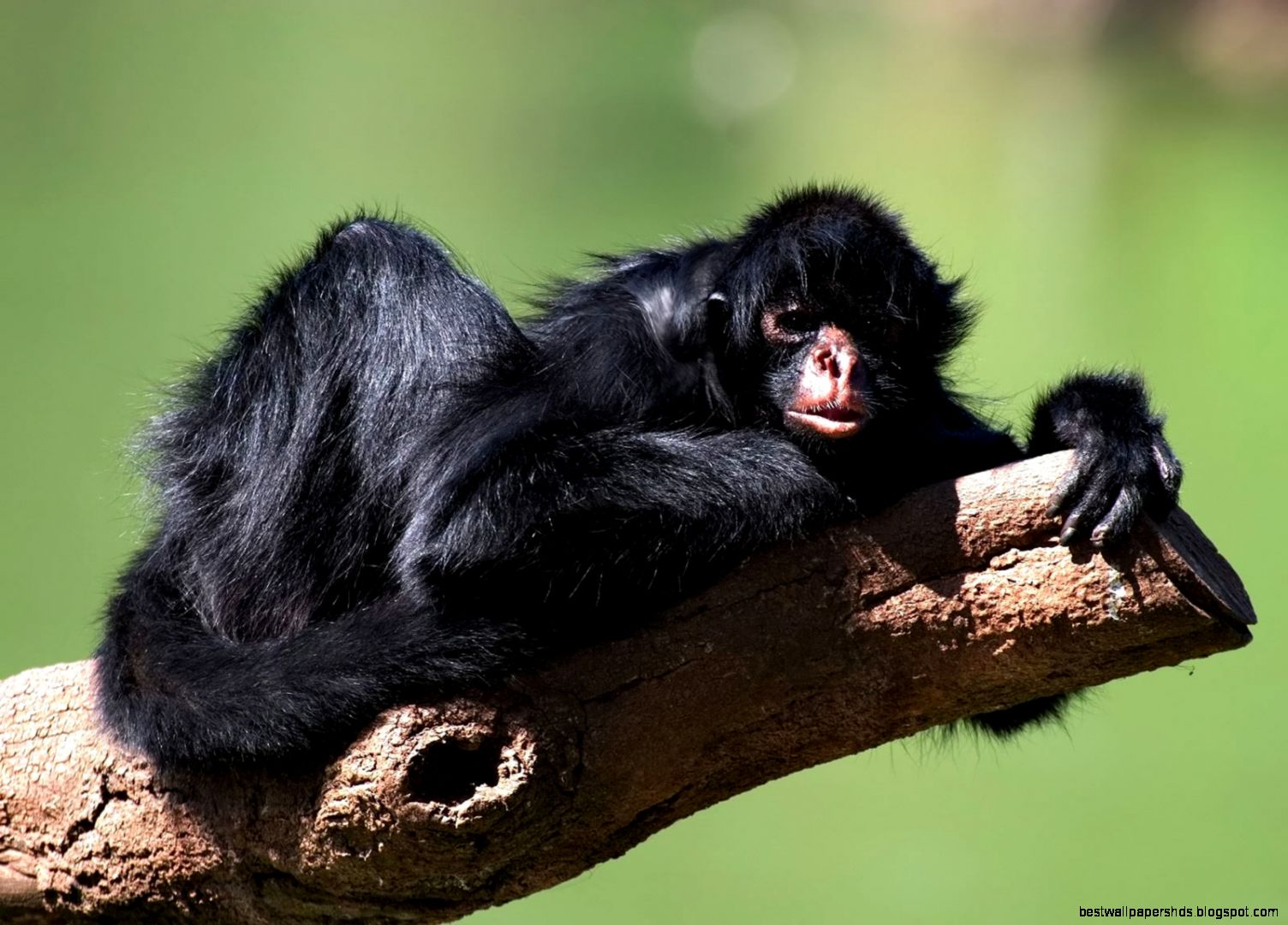 Animal Life Animals Spider Monkey id 167167 Animal Life Animals Spider Monkey id 167167