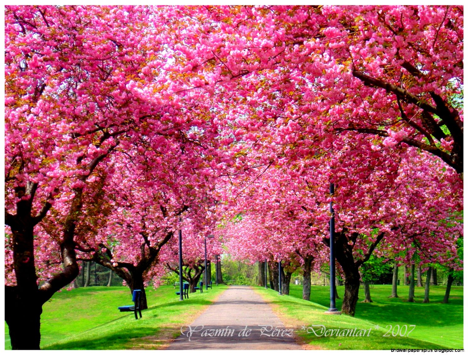 Spring Season Flowers Spring Season Flowers