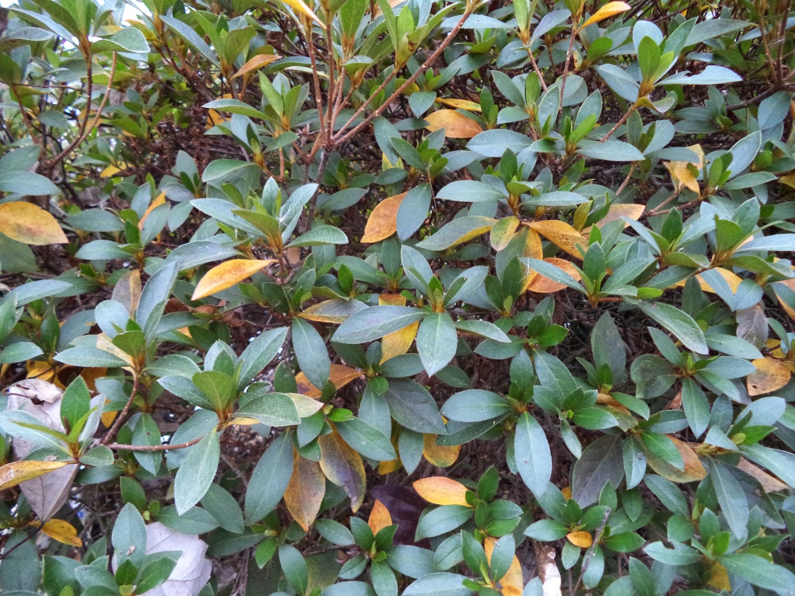 UGA Extension in Cobb County Azalea Leaves Turning Yellow, Dropping?
