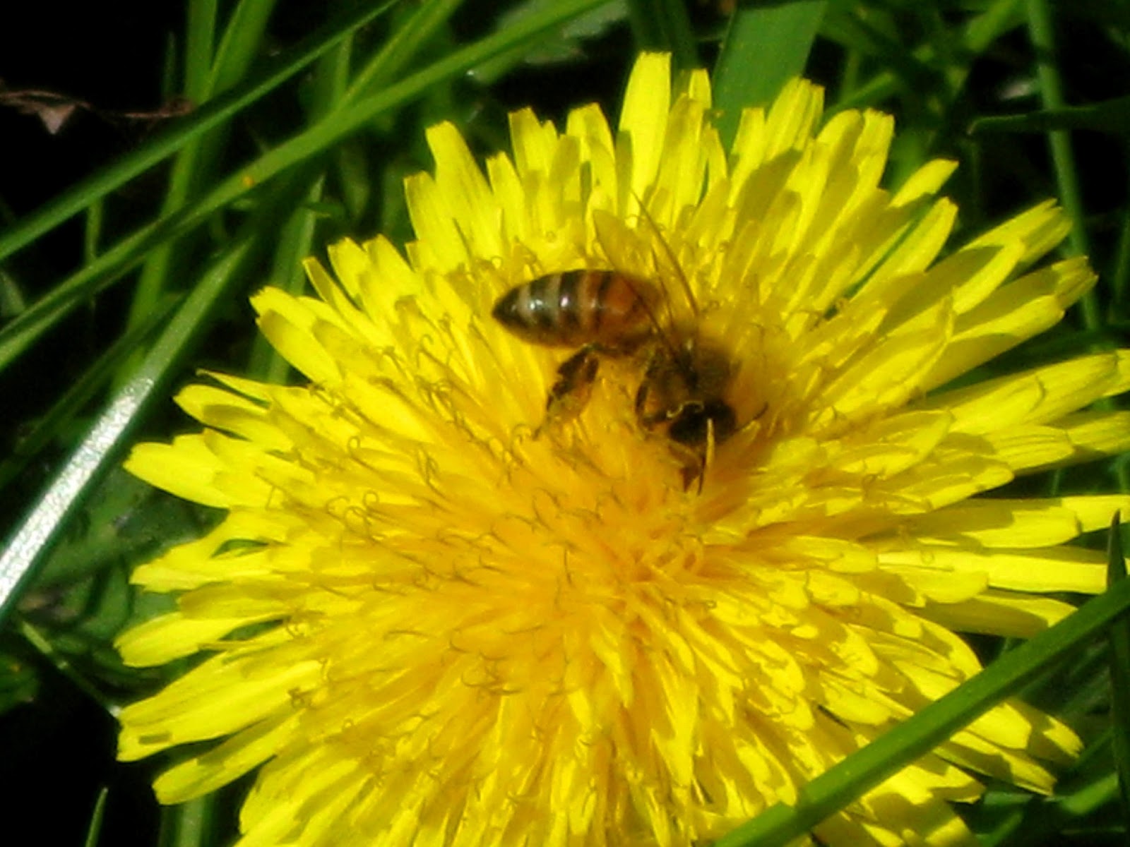 Strathcona Beekeepers Bees love Dandelions