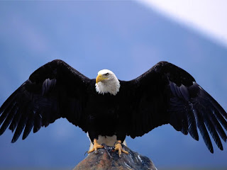 eagle hawk animal wallpaper bird 