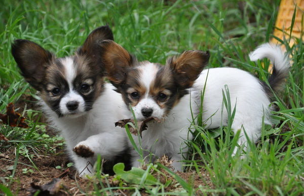 Baby Papillon Dog