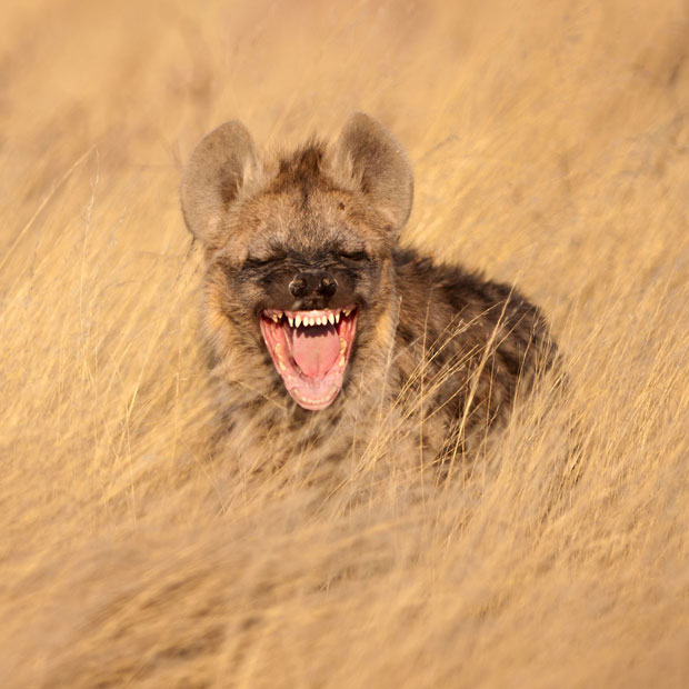 hyena-laughing_2440618k.jpg