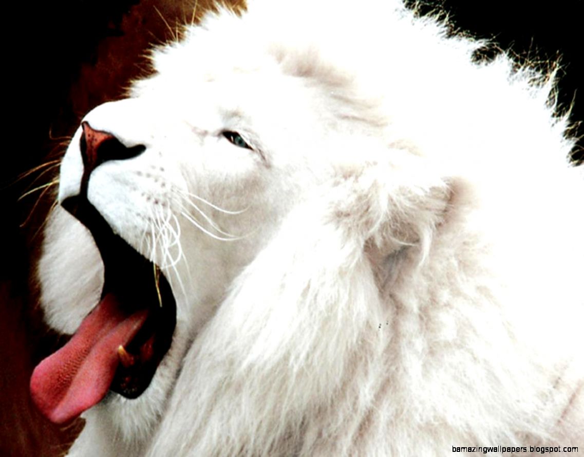White Lion Images Widescreen HD Wallpapers White Lion Images Widescreen HD Wallpapers
