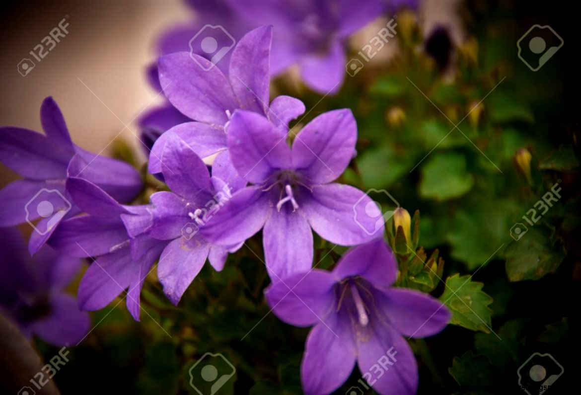 Violet Flower Macro In Bloom Stock Photo Picture And Royalty Free Violet Flower Macro In Bloom Stock Photo Picture And Royalty Free