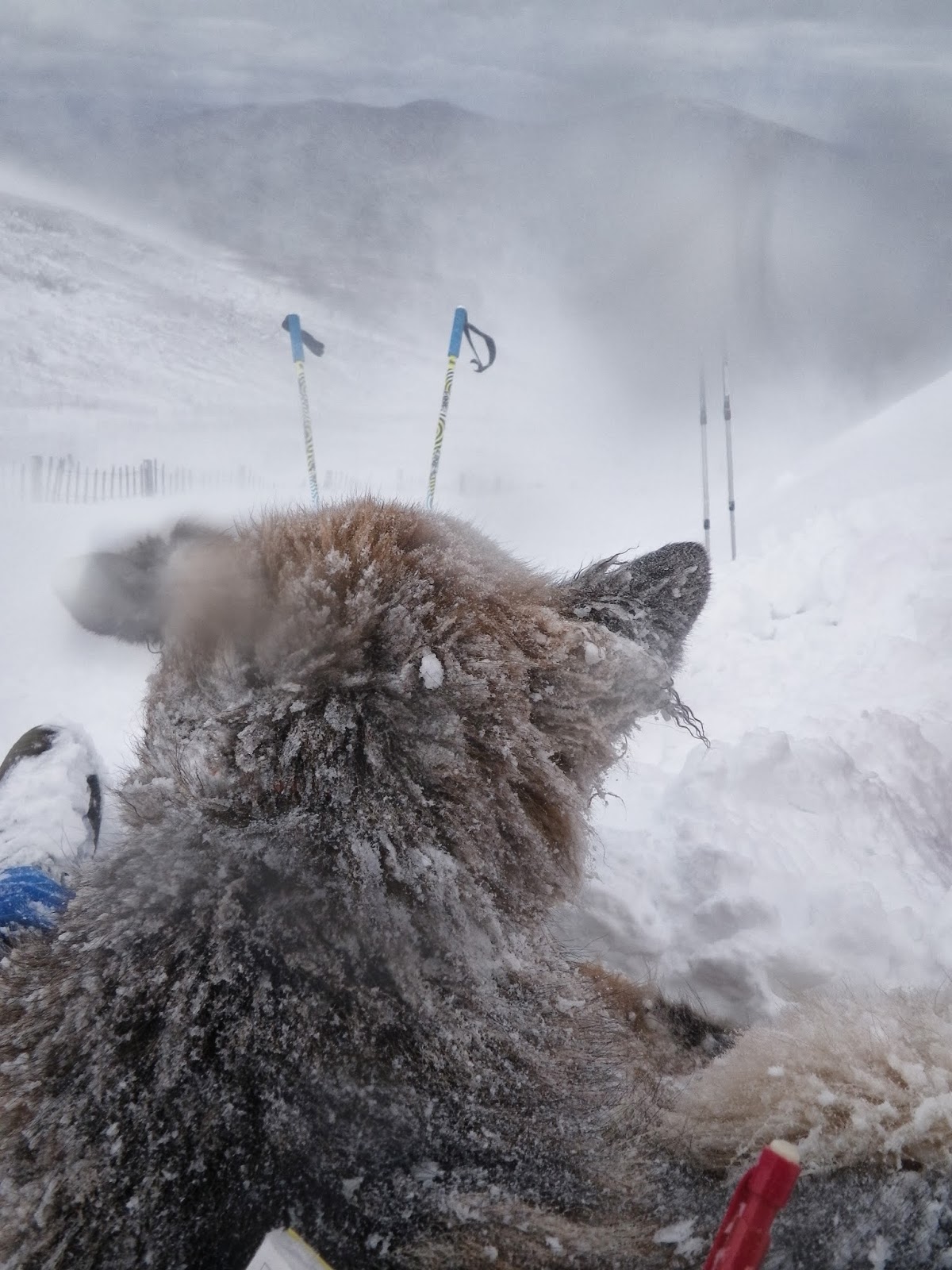 SAIS Northern Cairngorms: Gale force winds