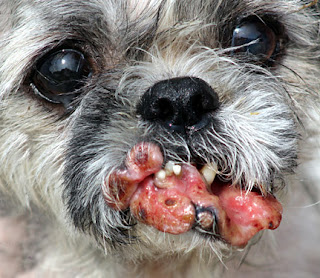 Dog Ear Lump Histiocytoma Itchy Dog Ear Lump Histiocytoma Itchy