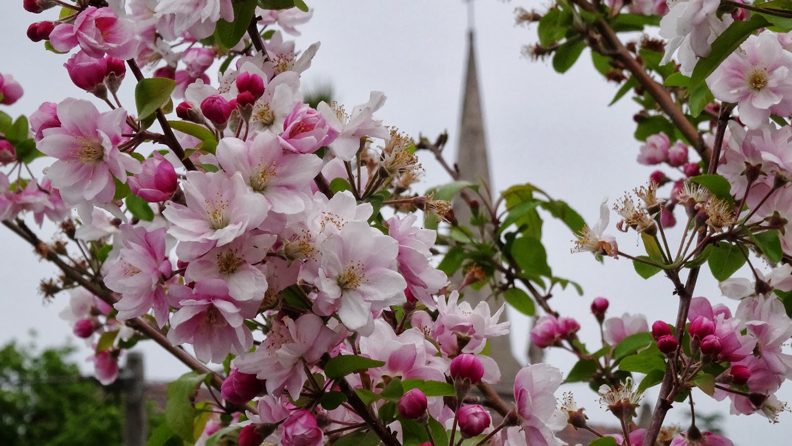 MAP MELBOURNE STREET TREES 46 MALUS