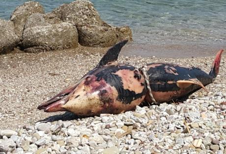 Νεκρό δελφίνι βρέθηκε στα Αραχωβίτικα   Αχαΐα