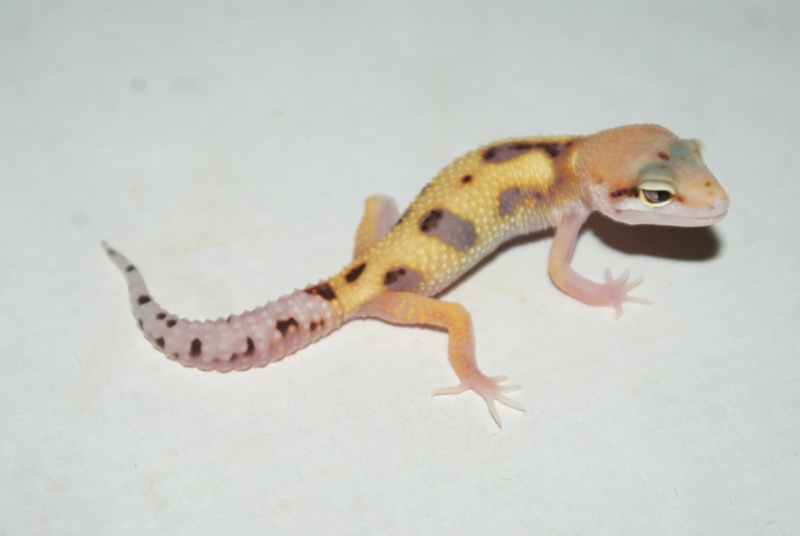 african dwarf gecko