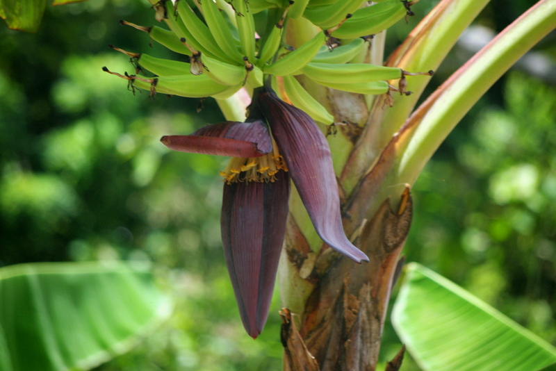 Une Jolie Couronne De Fleurs En Papier De Soie Pour Feter Le