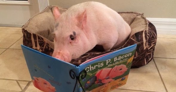 Media dis&dat: Disabled pig, Chris P. Bacon, pens kids' book about  acceptance