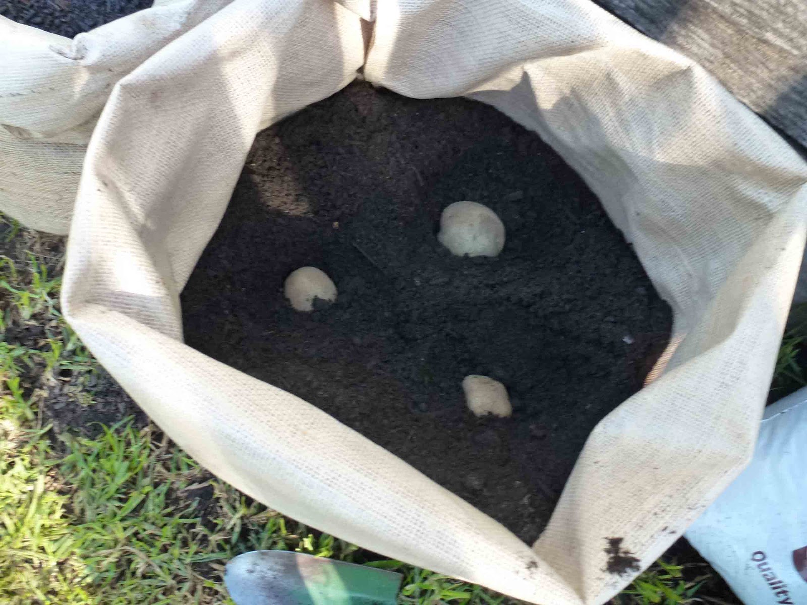 Start To Grow Growing Potatoes in Sacks