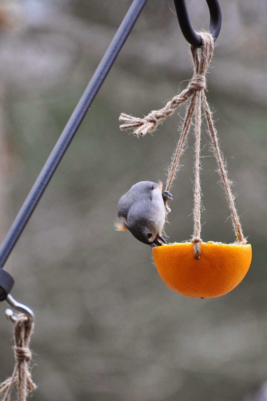 the gardenroof coop DIY Suet Feeders