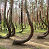 The Crooked Forest