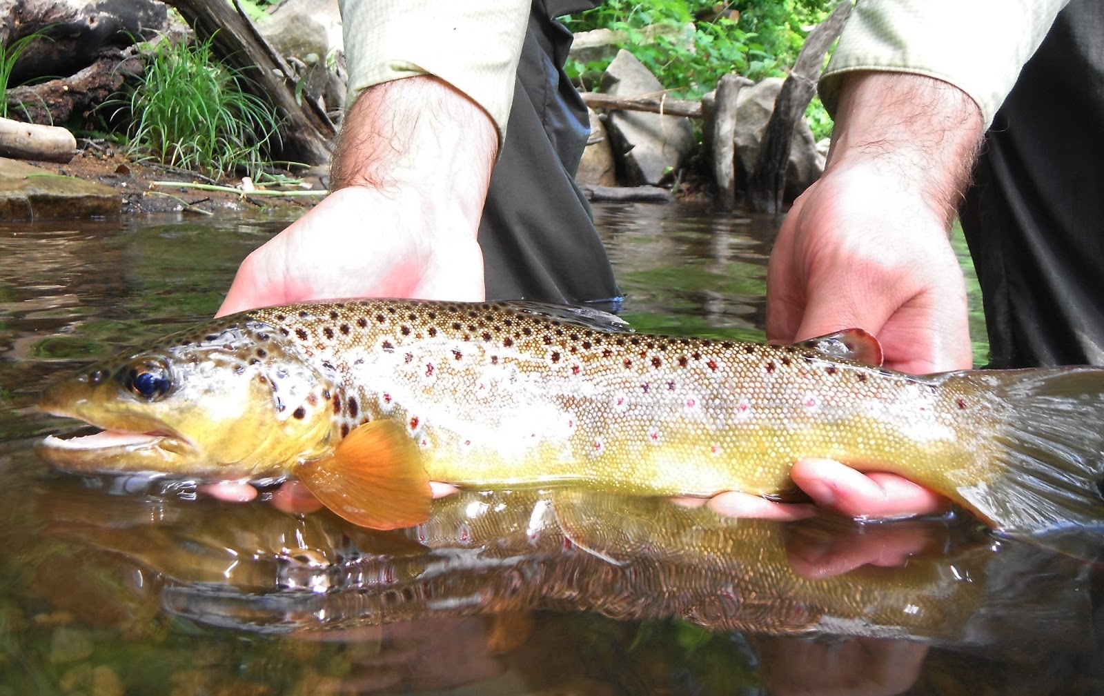 Western Maryland Fly Fishing July 2013