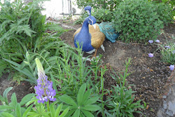 Is that a peacock in the garden?