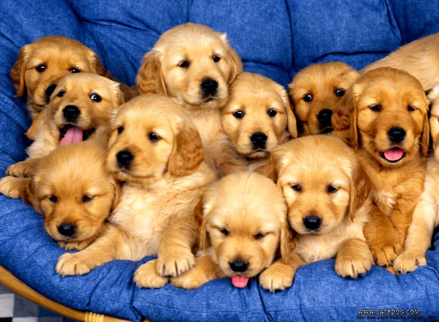 Dogs Golden Retriever Puppy Dogs Golden Retriever Puppy