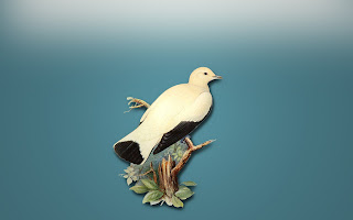 鳩 ソデグロバト イラスト Pied imperial pigeon