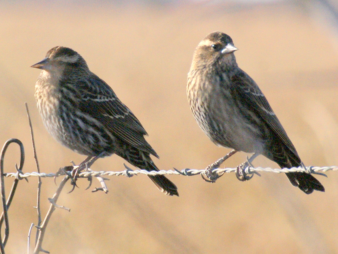 SE Texas Birding & Wildlife Watching Prairie Birds