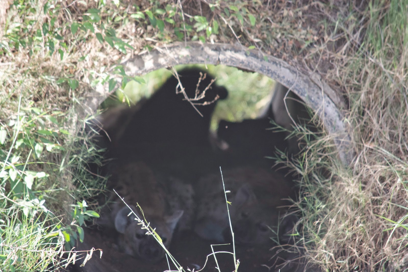 How to write a Higher History essay: 1 easy steps