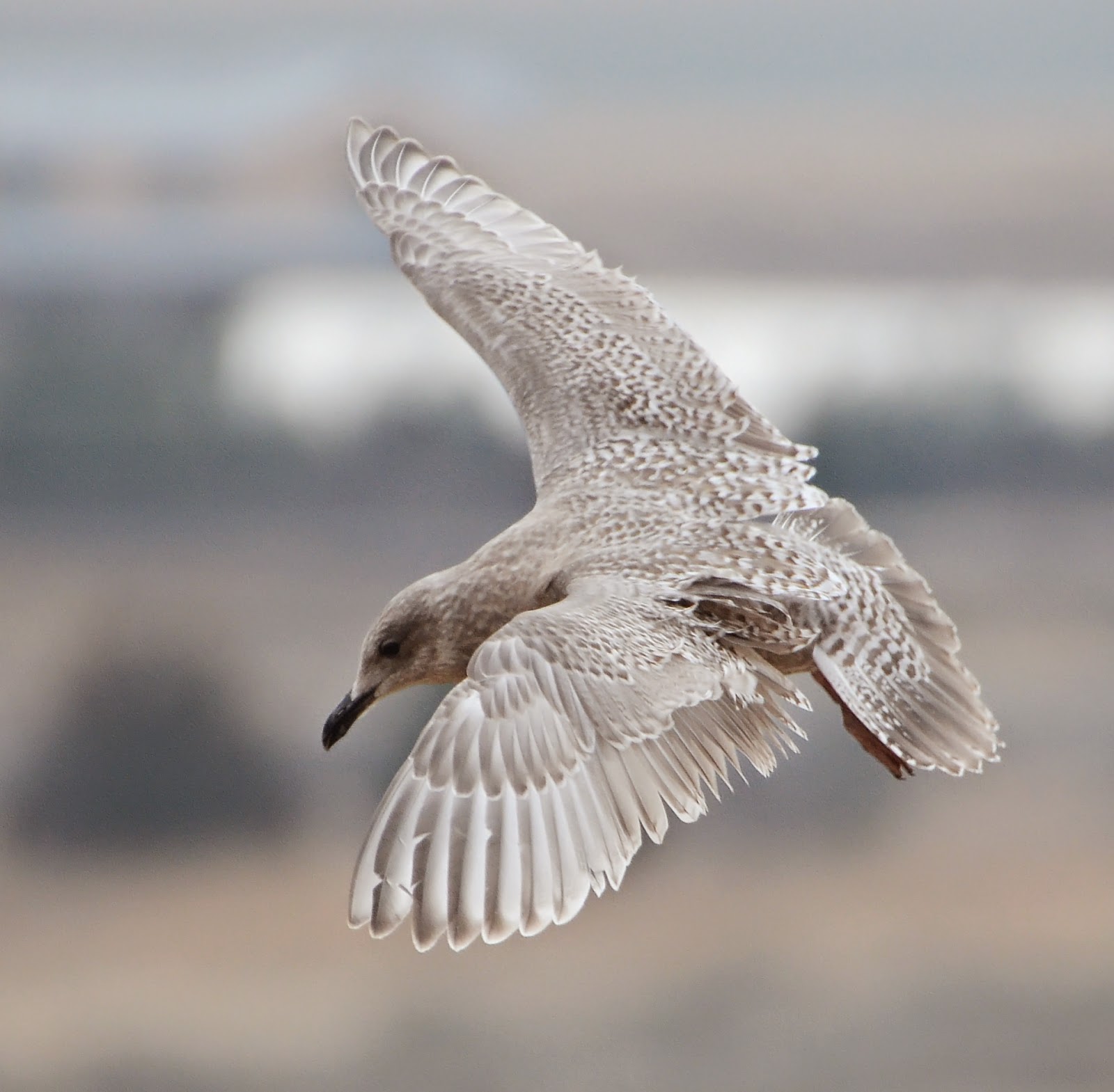 Bird Hybrids American Herring Gull x Glaucouswinged Gull