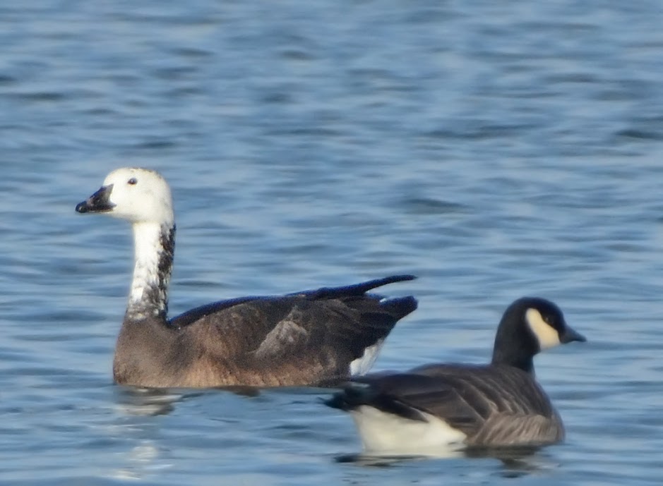 Bird Hybrids Snow Goose x Canada Goose