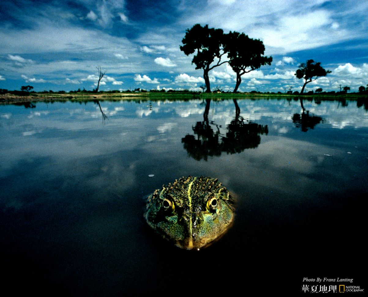 National Geographic Desktop Wallpaper Gallery WallpaperSafari National Geographic Desktop Wallpaper Gallery WallpaperSafari