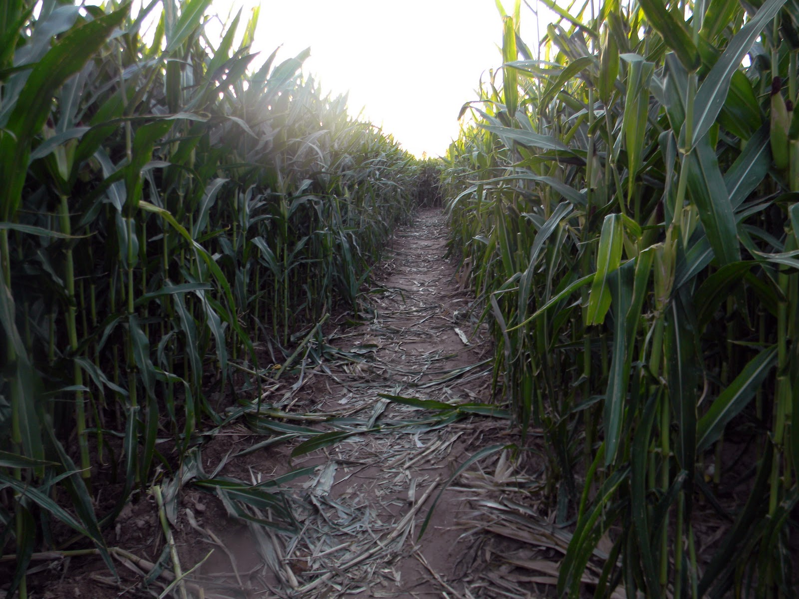 Back to the Haunted Corn Maze