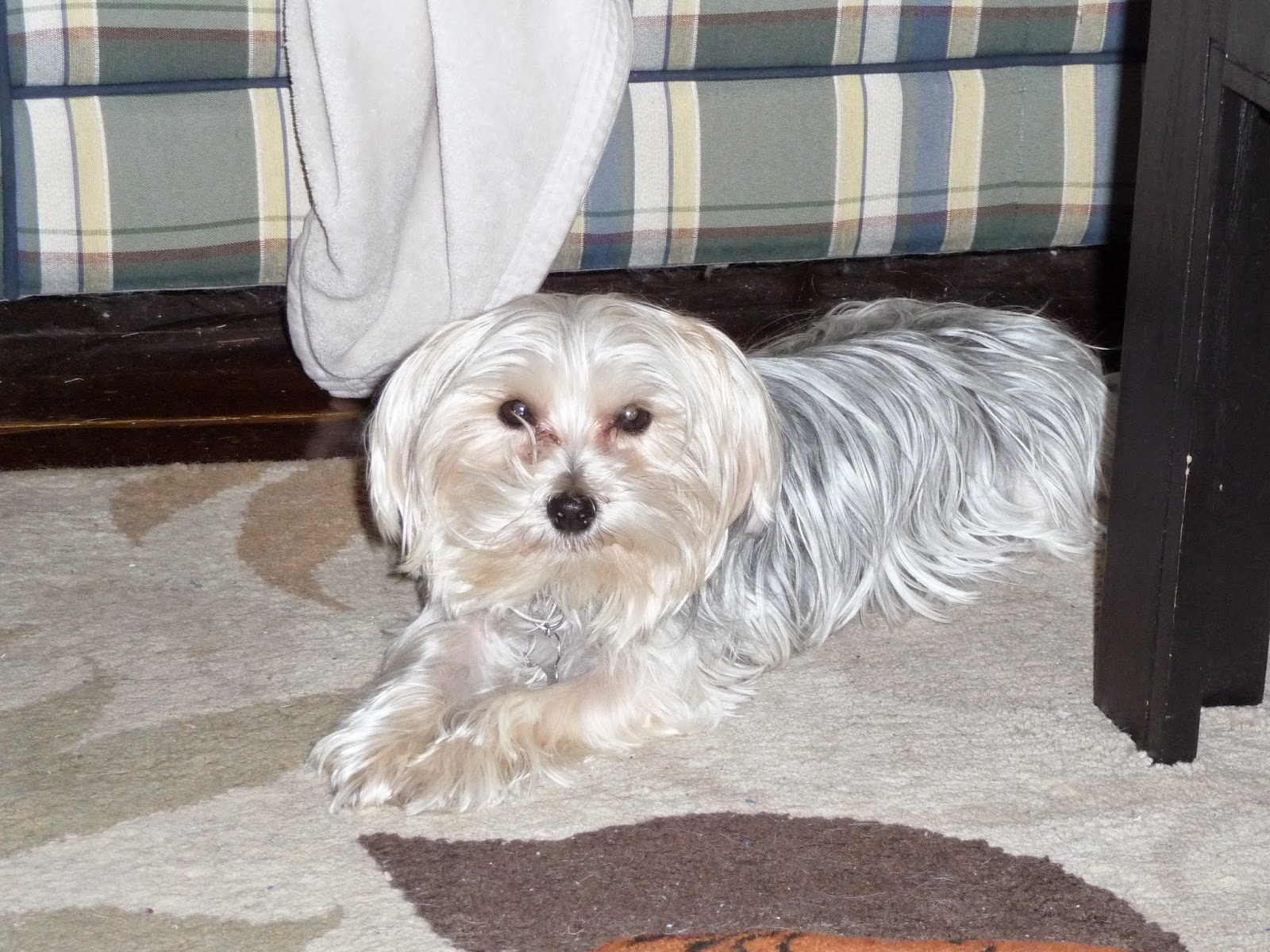 Morkie Madness Cool Summer Treats for Your Morkie