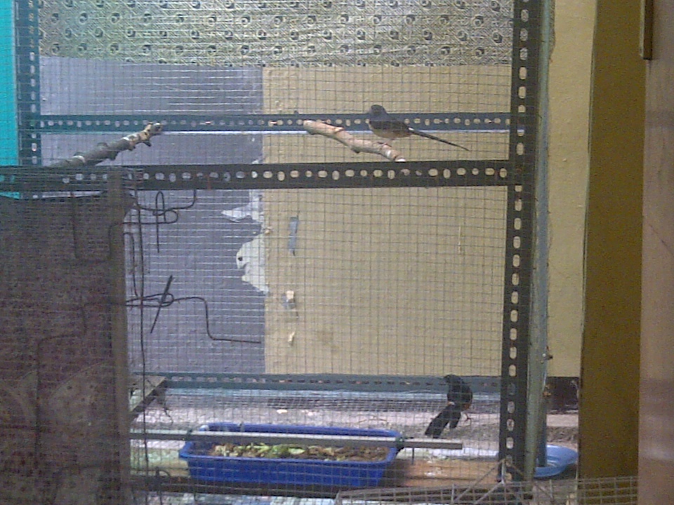 BURUNG PENTET: Jual Kandang Ternak untuk Berbagai Burung (Bekas)