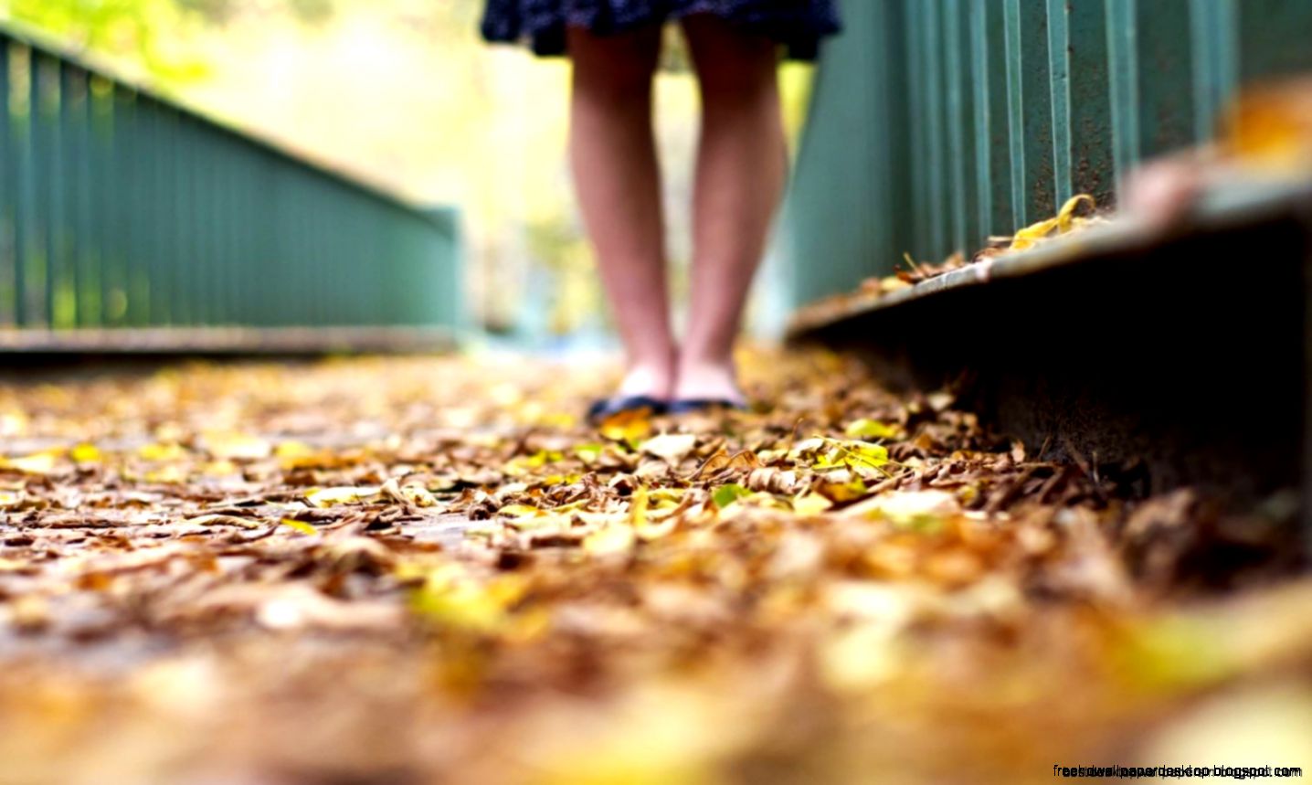 Leaf Autumn Close Hd Wallpaper Best Desktop Wallpapers Leaf Autumn Close Hd Wallpaper Best Desktop Wallpapers