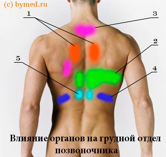 Органы и грудной отдел позвоночника