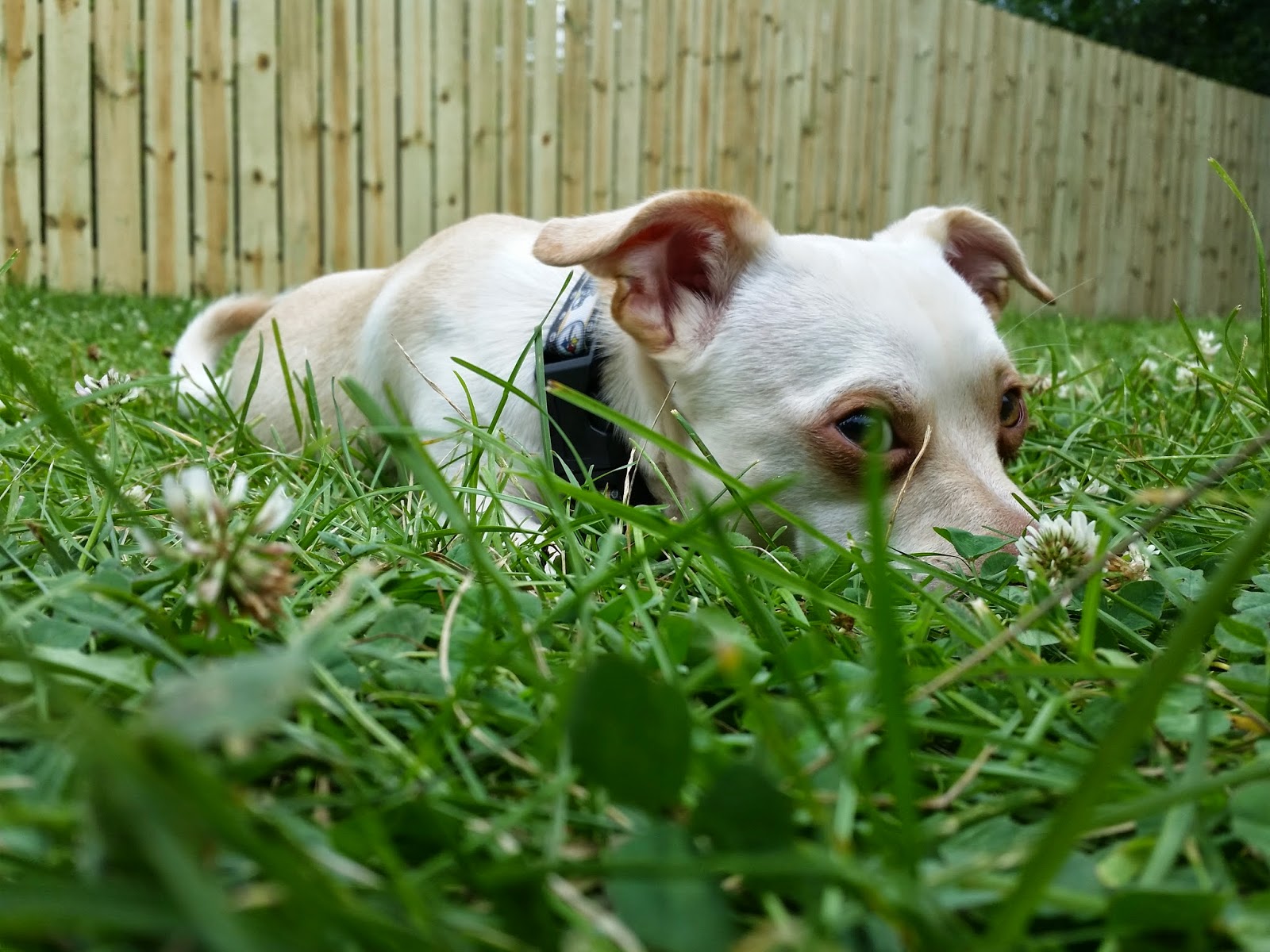 Reactive Champion It's Not Your Fault Why the Problem Might be Your