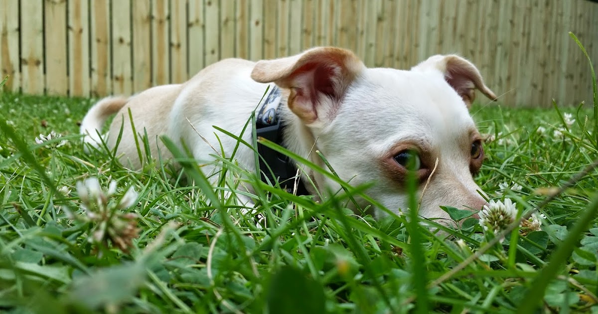 If Your Dog's Activity is Restricted, Engage the Brain · The Wildest